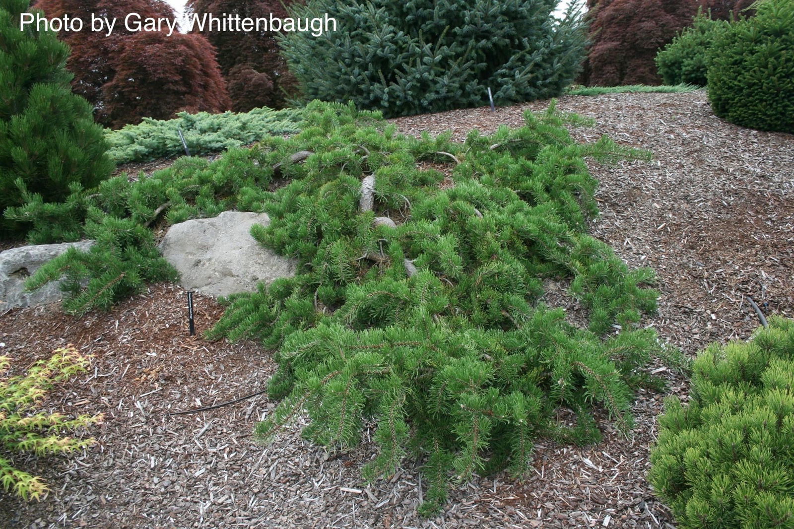 Pinus banksiana 'Uncle Fogy' Jack Pine - Thumbnail 3