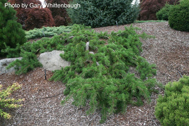 - Pinus banksiana 'Uncle Fogy' Pendulous Jack Pine - Mr Maple │ Buy Japanese Maple Trees