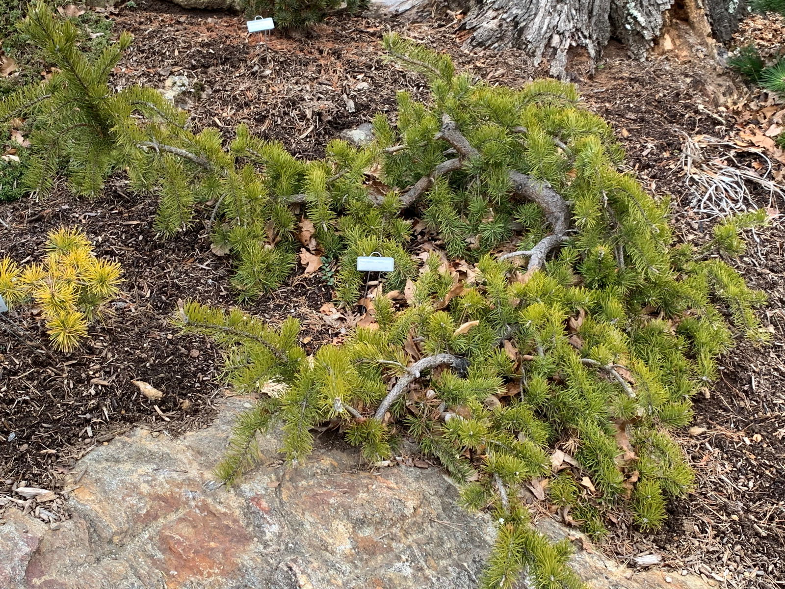 Pinus banksiana 'Uncle Fogy' Jack Pine - Thumbnail 2
