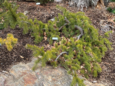 - Pinus banksiana 'Uncle Fogy' Pendulous Jack Pine - Mr Maple │ Buy Japanese Maple Trees