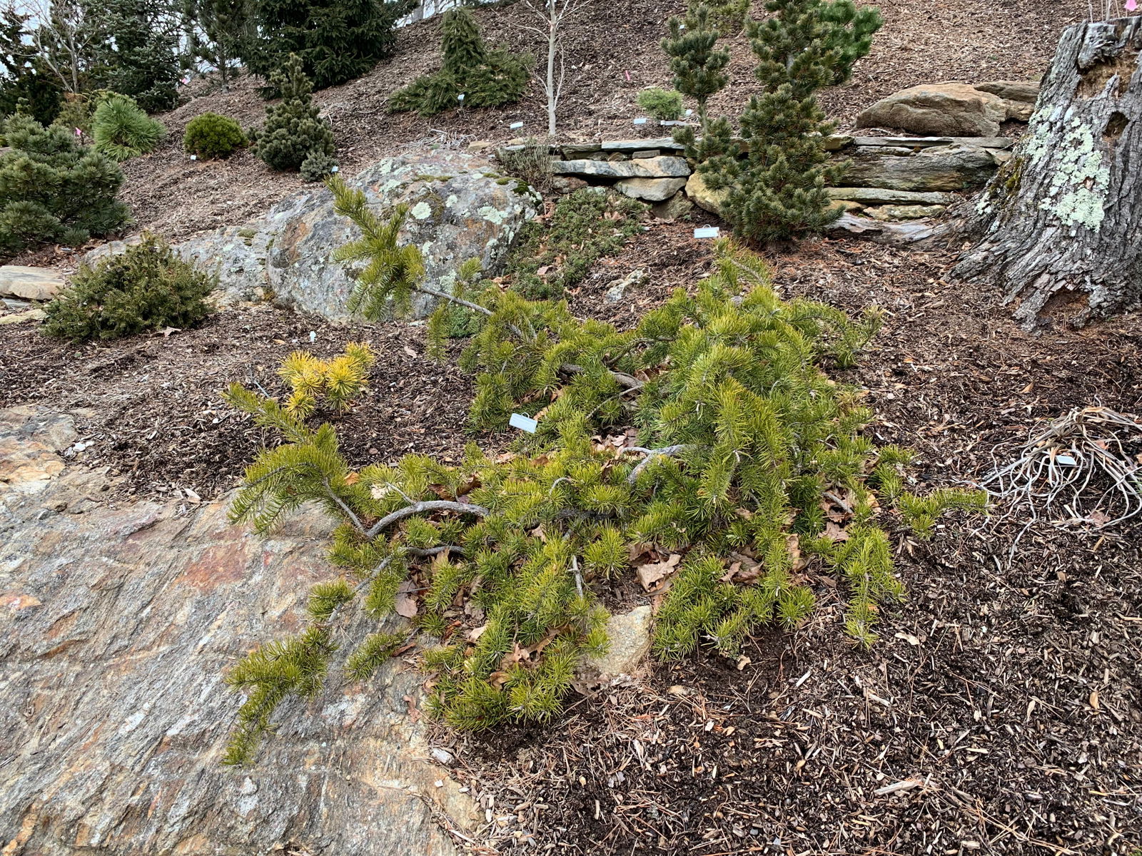 Pinus banksiana 'Uncle Fogy' Jack Pine