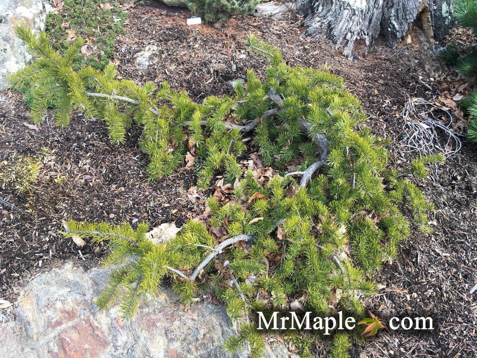 Pinus banksiana 'Uncle Fogy' Jack Pine - Thumbnail 4