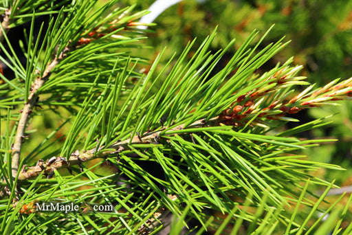 - Pinus bungeana 'Rowe Arboretum' Lacebark Pine Tree - Mr Maple │ Buy Japanese Maple Trees