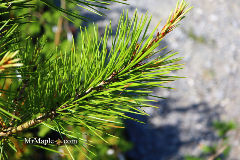 - Pinus bungeana 'Rowe Arboretum' Lacebark Pine Tree - Mr Maple │ Buy Japanese Maple Trees