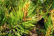 - Pinus bungeana 'Rowe Arboretum' Lacebark Pine Tree - Mr Maple │ Buy Japanese Maple Trees