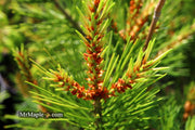 - Pinus bungeana 'Rowe Arboretum' Lacebark Pine Tree - Mr Maple │ Buy Japanese Maple Trees