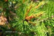 - Pinus bungeana 'Rowe Arboretum' Lacebark Pine Tree - Mr Maple │ Buy Japanese Maple Trees