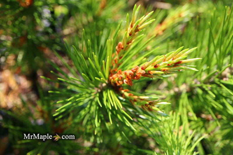 - Pinus bungeana 'Rowe Arboretum' Lacebark Pine Tree - Mr Maple │ Buy Japanese Maple Trees