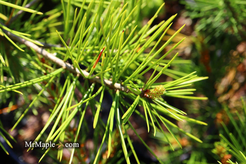 - Pinus bungeana 'Rowe Arboretum' Lacebark Pine Tree - Mr Maple │ Buy Japanese Maple Trees
