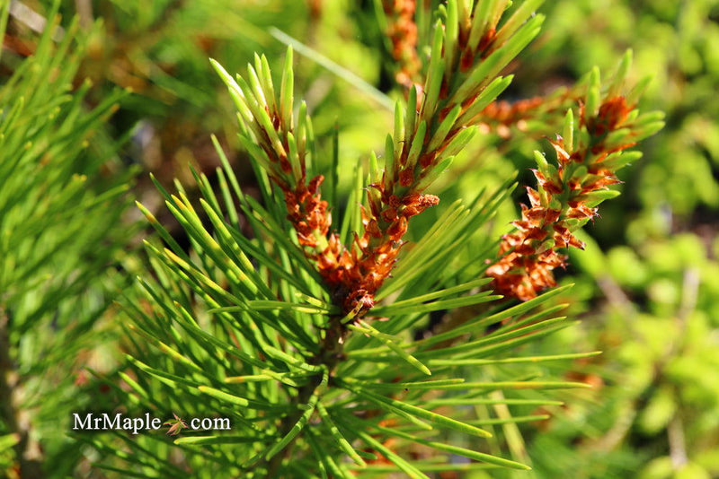 - Pinus bungeana 'Rowe Arboretum' Lacebark Pine Tree - Mr Maple │ Buy Japanese Maple Trees