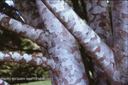 - Pinus bungeana 'Silver Ghost' Bark Interest Lacebark Pine Tree - Mr Maple │ Buy Japanese Maple Trees