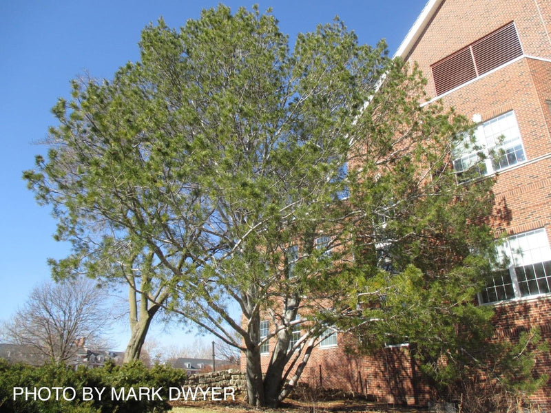 - Pinus bungeana 'Silver Ghost' Bark Interest Lacebark Pine Tree - Mr Maple │ Buy Japanese Maple Trees