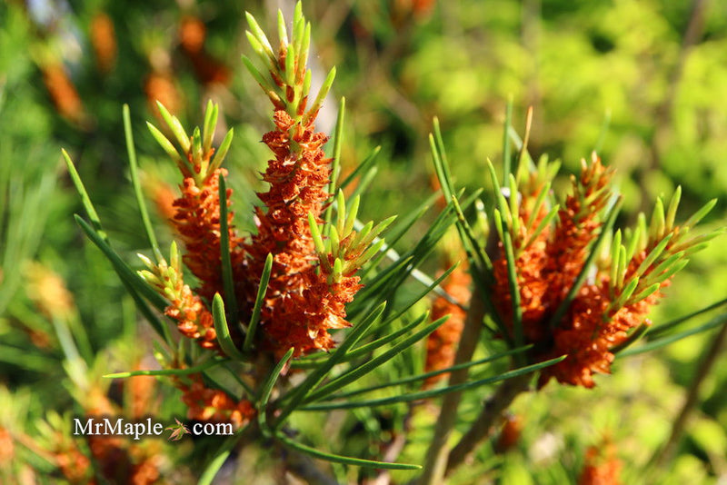 - Pinus bungeana 'Temple Gem' Chinese Lacebark Pine Tree - Mr Maple │ Buy Japanese Maple Trees