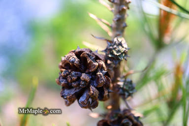 - Pinus bungeana 'Temple Gem' Chinese Lacebark Pine Tree - Mr Maple │ Buy Japanese Maple Trees