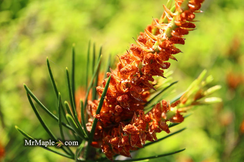 - Pinus bungeana 'Temple Gem' Chinese Lacebark Pine Tree - Mr Maple │ Buy Japanese Maple Trees