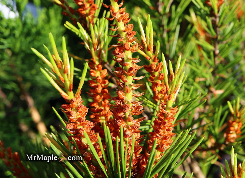 - Pinus bungeana 'Temple Gem' Chinese Lacebark Pine Tree - Mr Maple │ Buy Japanese Maple Trees