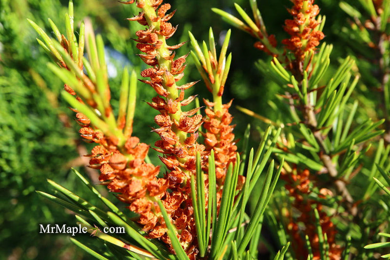 - Pinus bungeana 'Temple Gem' Chinese Lacebark Pine Tree - Mr Maple │ Buy Japanese Maple Trees