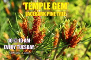 - Pinus bungeana 'Temple Gem' Chinese Lacebark Pine Tree - Mr Maple │ Buy Japanese Maple Trees