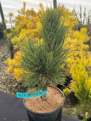 - Pinus cembra 'Blue Mound' Blue Swiss Stone Pine - Mr Maple │ Buy Japanese Maple Trees