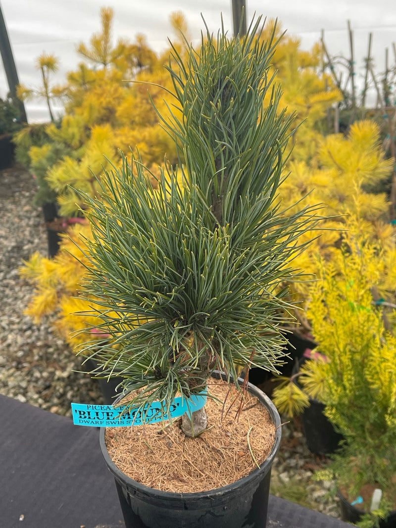 - Pinus cembra 'Blue Mound' Blue Swiss Stone Pine - Mr Maple │ Buy Japanese Maple Trees