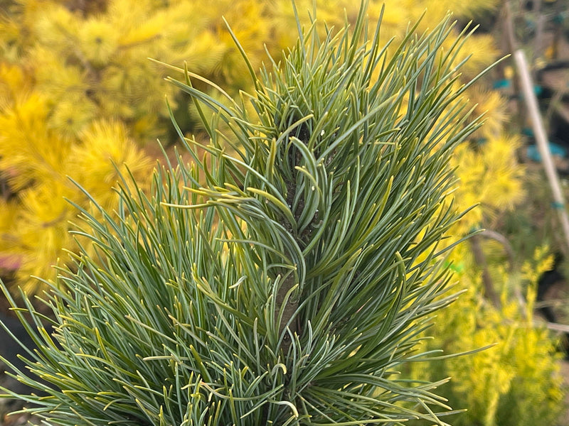 - Pinus cembra 'Blue Mound' Blue Swiss Stone Pine - Mr Maple │ Buy Japanese Maple Trees