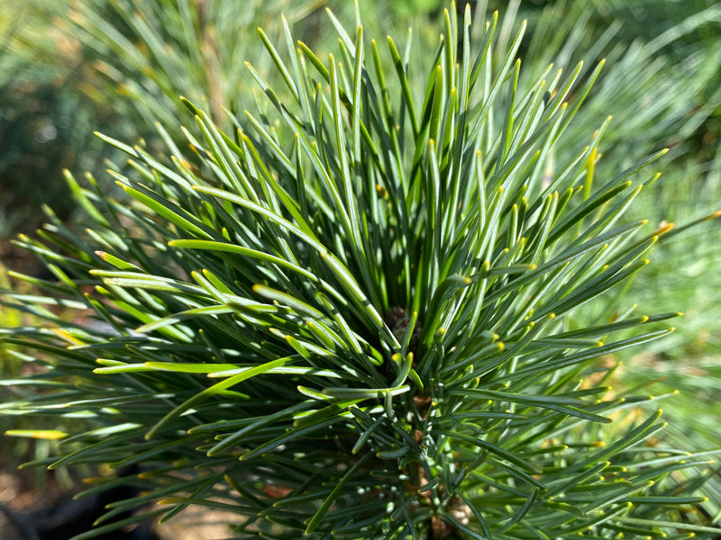 - Pinus cembra 'Blue Mound' Blue Swiss Stone Pine - Mr Maple │ Buy Japanese Maple Trees