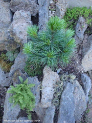- Pinus cembra 'Glauca Compacta' Blue Swiss Stone Pine - Mr Maple │ Buy Japanese Maple Trees