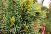 - Pinus cembra 'Schwarzee' Blue Swiss Stone Pine - Mr Maple │ Buy Japanese Maple Trees