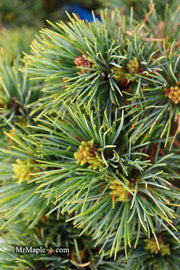 - Pinus cembra 'Schwarzee' Blue Swiss Stone Pine - Mr Maple │ Buy Japanese Maple Trees