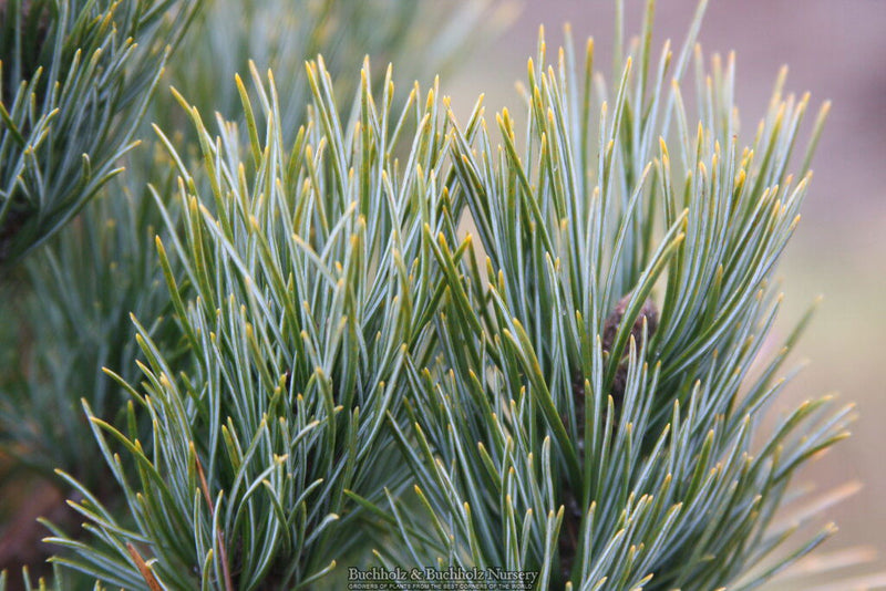 - Pinus cembra 'Schwarzee' Blue Swiss Stone Pine - Mr Maple │ Buy Japanese Maple Trees