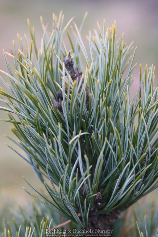 - Pinus cembra 'Schwarzee' Blue Swiss Stone Pine - Mr Maple │ Buy Japanese Maple Trees