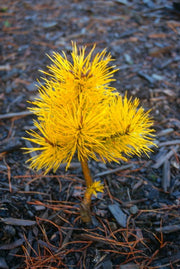 - Pinus contorta 'Chief Joseph' Dwarf Pine Tree - Mr Maple │ Buy Japanese Maple Trees