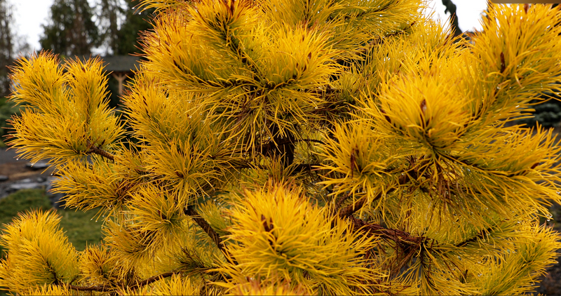 - Pinus contorta 'Chief Joseph' Dwarf Pine Tree - Mr Maple │ Buy Japanese Maple Trees