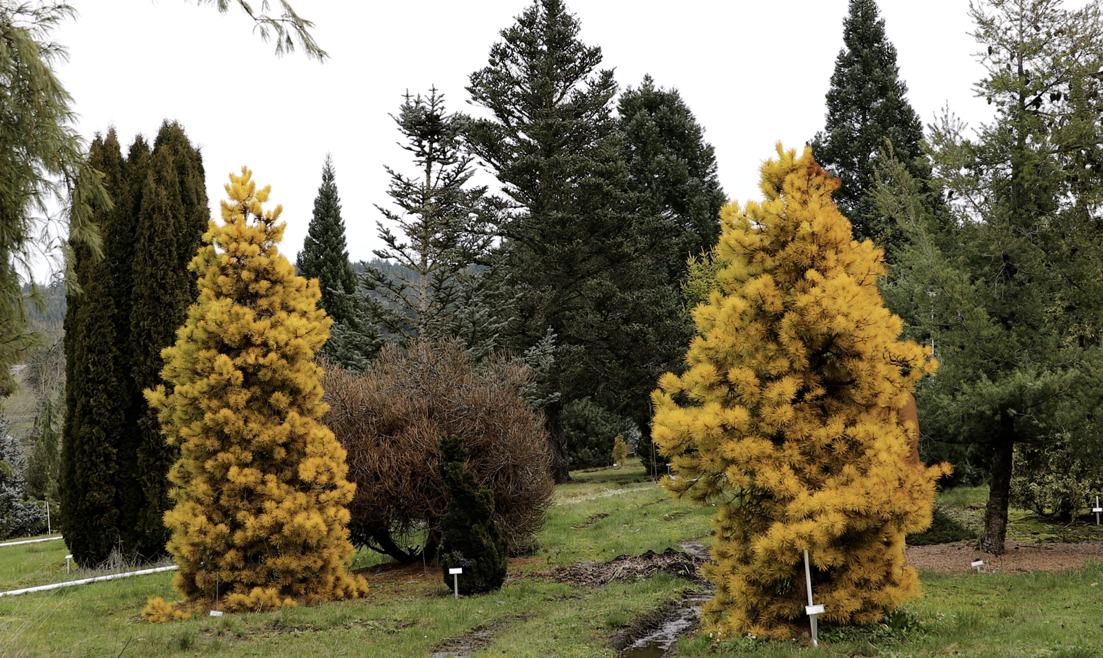 Mr Maple Pinus contorta 'Chief Joseph' Pine - Thumbnail 5