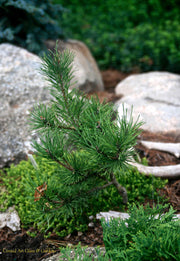 - Pinus contorta 'Spaan's Dwarf' Dwarf Shore Pine Tree - Mr Maple │ Buy Japanese Maple Trees