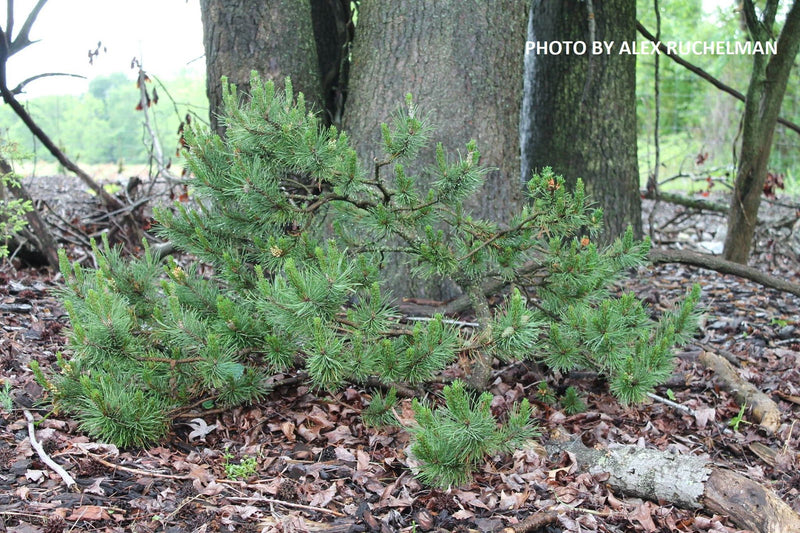 - Pinus contorta 'Spaan's Dwarf' Dwarf Shore Pine Tree - Mr Maple │ Buy Japanese Maple Trees