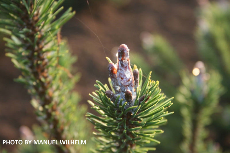 - Pinus contorta 'Spaan's Dwarf' Dwarf Shore Pine Tree - Mr Maple │ Buy Japanese Maple Trees