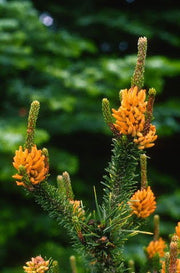 - Pinus contorta 'Spaan's Dwarf' Dwarf Shore Pine Tree - Mr Maple │ Buy Japanese Maple Trees