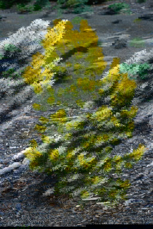 - Pinus contorta 'Taylor's Sunburst' Dwarf Pine Tree - Mr Maple │ Buy Japanese Maple Trees