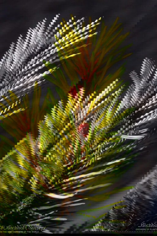 - Pinus contorta 'Taylor's Sunburst' Dwarf Pine Tree - Mr Maple │ Buy Japanese Maple Trees