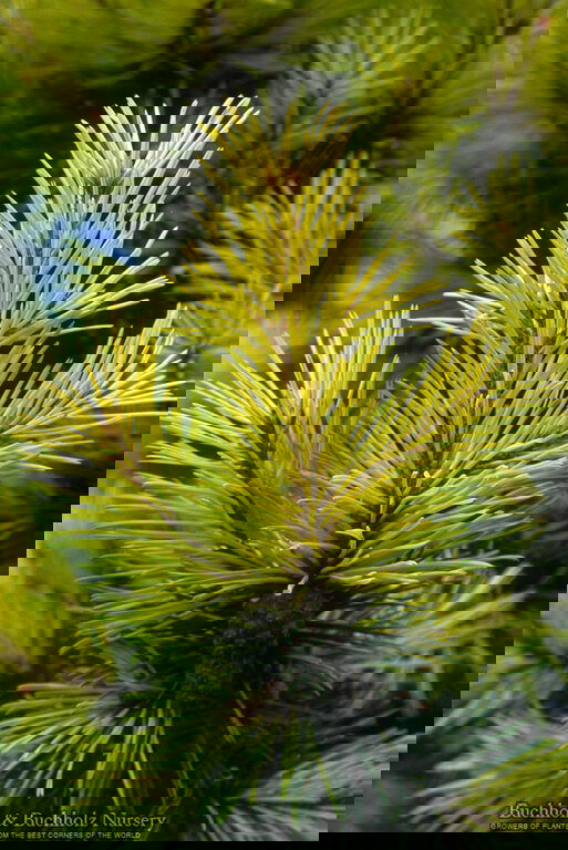 - Pinus contorta 'Taylor's Sunburst' Dwarf Pine Tree - Mr Maple │ Buy Japanese Maple Trees