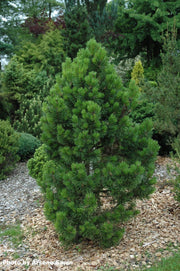 - Pinus contorta 'Willow Creek' Dwarf Shore Pine Tree - Mr Maple │ Buy Japanese Maple Trees