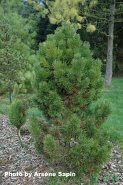 - Pinus contorta 'Willow Creek' Dwarf Shore Pine Tree - Mr Maple │ Buy Japanese Maple Trees