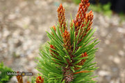 - Pinus contorta 'Willow Creek' Dwarf Shore Pine Tree - Mr Maple │ Buy Japanese Maple Trees