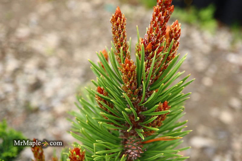 - Pinus contorta 'Willow Creek' Dwarf Shore Pine Tree - Mr Maple │ Buy Japanese Maple Trees