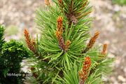 - Pinus contorta 'Willow Creek' Dwarf Shore Pine Tree - Mr Maple │ Buy Japanese Maple Trees