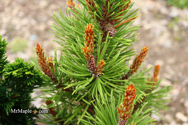 - Pinus contorta 'Willow Creek' Dwarf Shore Pine Tree - Mr Maple │ Buy Japanese Maple Trees