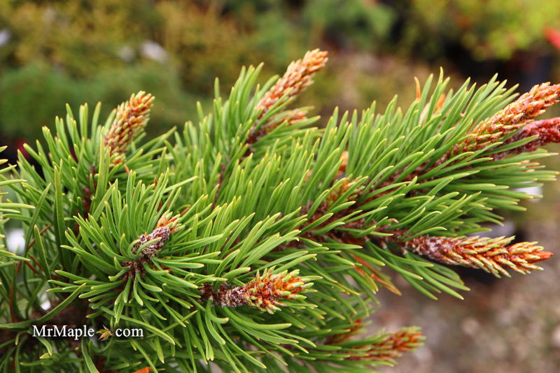 - Pinus contorta 'Willow Creek' Dwarf Shore Pine Tree - Mr Maple │ Buy Japanese Maple Trees
