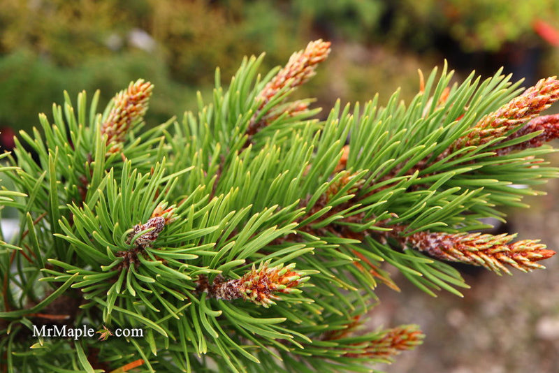 - Pinus contorta 'Willow Creek' Dwarf Shore Pine Tree - Mr Maple │ Buy Japanese Maple Trees