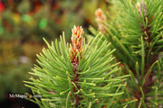 - Pinus contorta 'Willow Creek' Dwarf Shore Pine Tree - Mr Maple │ Buy Japanese Maple Trees